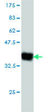 Monoclonal Anti-KLRC3 antibody produced in