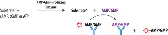 Transcreener® AMP²/GMP² FP Assay
