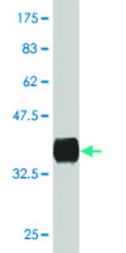 Monoclonal Anti-NPY antibody produced in