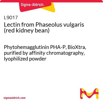 Lectin from Phaseolus vulgaris (red