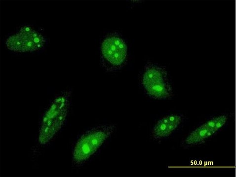 Monoclonal Anti-ORC4L antibody produced in