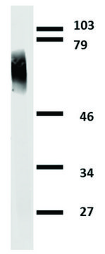 Monoclonal Anti-Clusterin antibody produced in