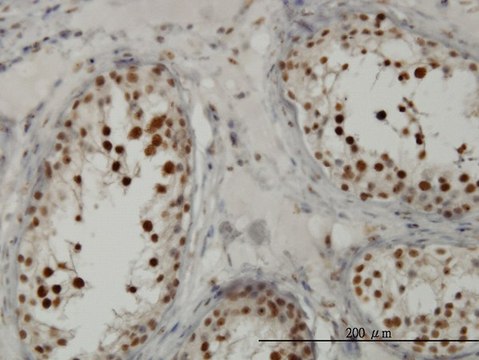 Monoclonal Anti-TCF19 antibody produced in