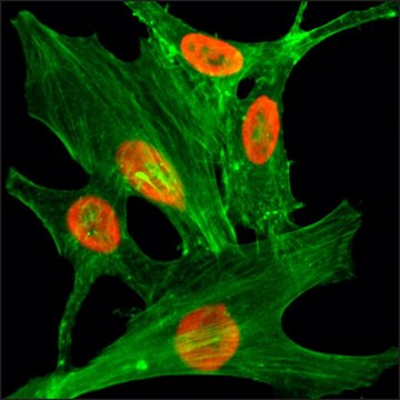 Anti-Acetyl-Histone H2A.Z (Lys4) antibody, Rabbit