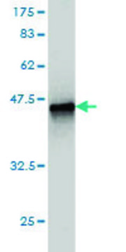 Monoclonal Anti-CARD6 antibody produced in
