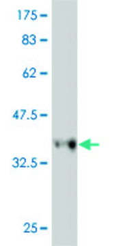 Monoclonal Anti-RFC3 antibody produced in