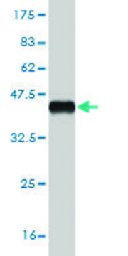 Monoclonal Anti-IL2RA antibody produced in
