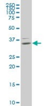 Monoclonal Anti-HOXB9 antibody produced in