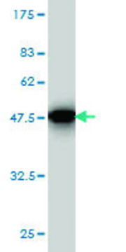 Monoclonal Anti-SPRED2 antibody produced in