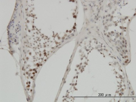 Monoclonal Anti-MYC antibody produced in