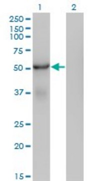 Monoclonal Anti-SNX25 antibody produced in