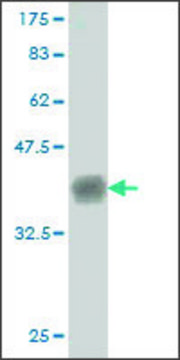 Monoclonal Anti-CNTNAP4 antibody produced in