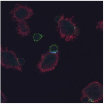 Monoclonal Anti-CD3 zeta (PhosphoTyr72) antibody