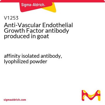 Anti-Vascular Endothelial Growth Factor antibody