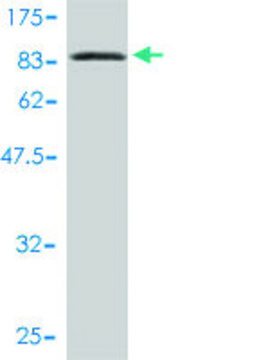 Monoclonal Anti-L3MBTL4 antibody produced in