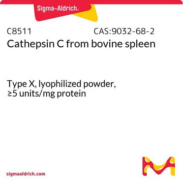 Cathepsin C from bovine spleen