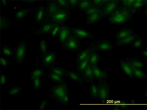 Monoclonal Anti-MAK antibody produced in
