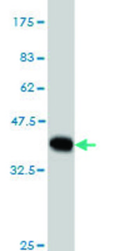 Monoclonal Anti-MYBPC1 antibody produced in