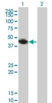 Monoclonal Anti-RNF133 antibody produced in