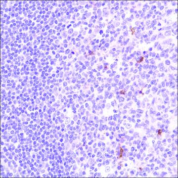 Anti-Cleaved PTEN antibody, Rabbit monoclonal