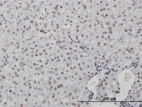 Monoclonal Anti-CSTB antibody produced in