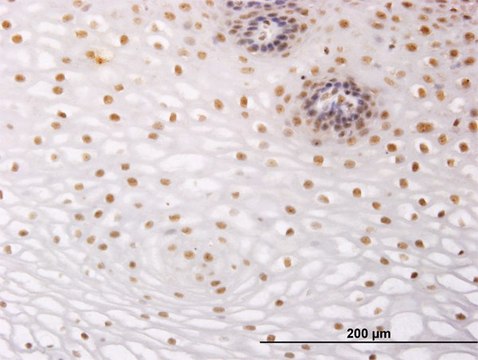Monoclonal Anti-NR2C2 antibody produced in