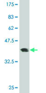 Monoclonal Anti-PORIMIN antibody produced in