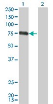 Monoclonal Anti-CSF1 antibody produced in