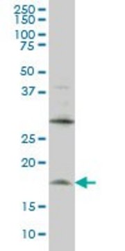 Monoclonal Anti-LMO2 antibody produced in