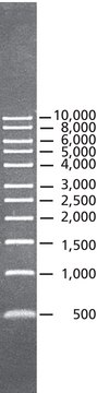 DirectLoad™ 1 kb DNA Ladder