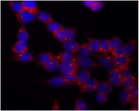 Monoclonal Anti-gammaTubulin antibody produced in