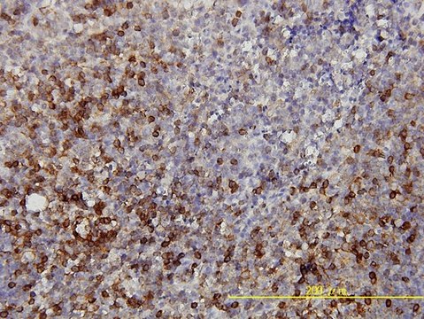 Monoclonal Anti-LDHB antibody produced in