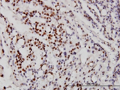 Monoclonal Anti-NEUROD1 antibody produced in