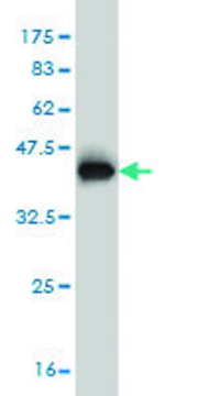 Monoclonal Anti-WASF2 antibody produced in
