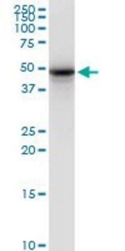 Monoclonal Anti-SYT2 antibody produced in