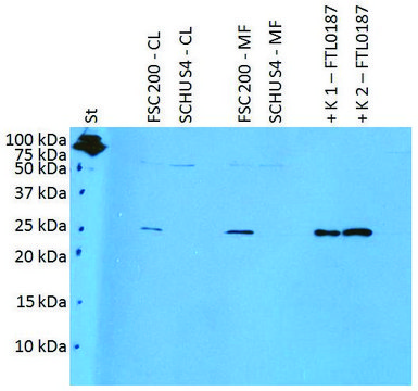 Anti-FTL0187 (F. tularensis ssp holarctica)