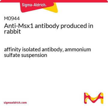 Anti-Msx1 antibody produced in rabbit