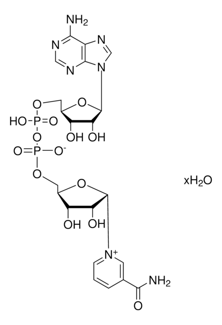 ?-Nicotinamide adenine dinucleotide hydrate