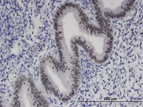 Monoclonal Anti-ZNF24 antibody produced in