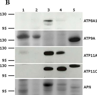Monoclonal Anti-ATP9A antibody produced in