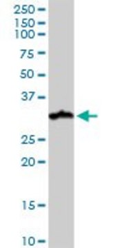 Monoclonal Anti-NUDT21 antibody produced in