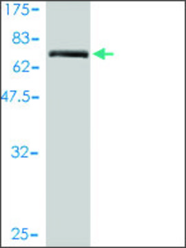 Monoclonal Anti-TMEM16K antibody produced in
