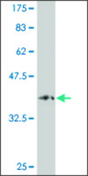 Monoclonal Anti-PCDHA9 antibody produced in