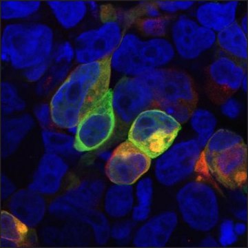 Monoclonal Anti-PRR7 / TRAP3 antibody