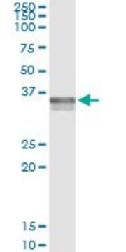 Monoclonal Anti-ADAMTS4 antibody produced in