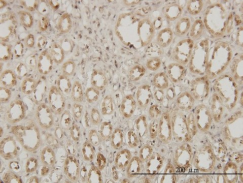 Monoclonal Anti-EXOSC3 antibody produced in