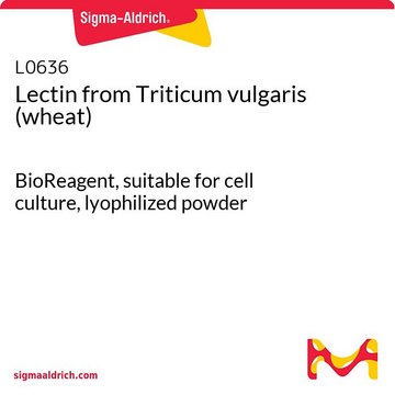 Lectin from Triticum vulgaris (wheat)