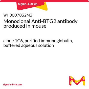 Monoclonal Anti-BTG2 antibody produced in