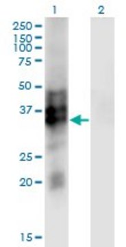 Monoclonal Anti-SYP antibody produced in
