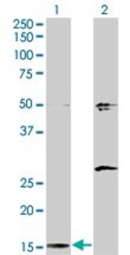 Monoclonal Anti-AP2S1 antibody produced in